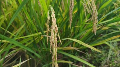 农业种植<strong>水稻</strong>实拍